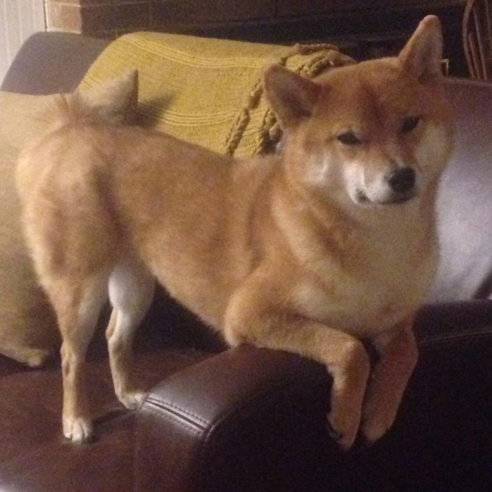 绿茵烽火映照三晋雄风，德甲争冠启示录与山西队的破局之道